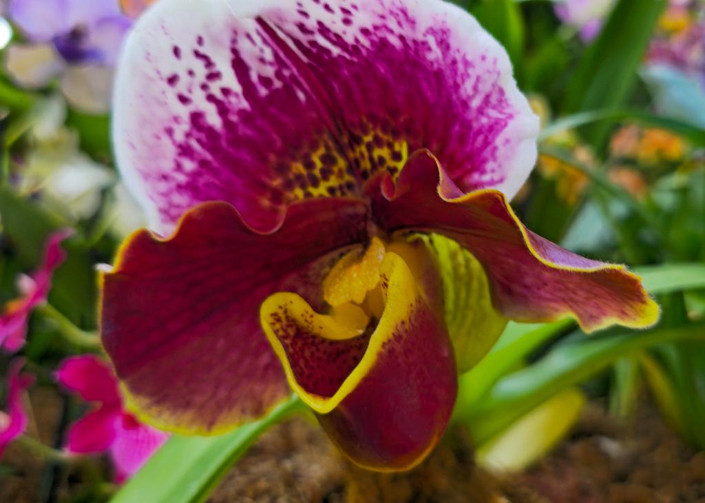 20250222_135715 Tower Hill Botanic Garden, MA.jpg - Orchid (Paphiopedilum). New England Botanic Garden at Tower Hill, MA, 2-22-2025